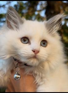 Lilly - Ragdoll Kitten For Adoption - Rochester, MI, US Lilly - Ragdoll Kitten For Adoption - Rochester, MI, US