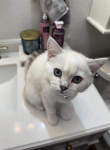 Lilu - British Shorthair Kitten For Adoption - Tampa, FL, US Lilu - British Shorthair Kitten For Adoption - Tampa, FL, US