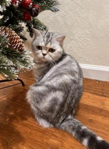 Scottish Straight Black Silver - Scottish Straight Cat For Adoption - San Jose, CA, US Scottish Straight Black Silver - Scottish Straight Cat For Adoption - San Jose, CA, US