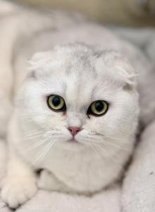 Mila - Scottish Fold Kitten For Sale - Commerce City&comma; CO&comma; US