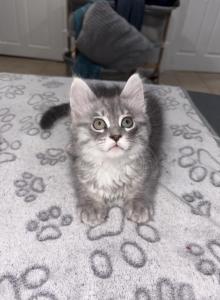 Mistletoe - Maine Coon Kitten For Sale - Hainesville, IL, US Mistletoe - Maine Coon Kitten For Sale - Hainesville, IL, US