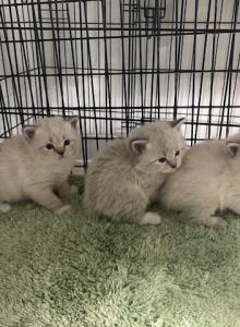 Siberian Harmonica white body pointed lynx - Siberian Kitten For Sale - Atlanta, GA, US Siberian Harmonica white body pointed lynx - Siberian Kitten For Sale - Atlanta, GA, US