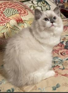 Hyperion Ragdolls - Ragdoll Kitten For Sale - Hastings&comma; MN&comma; US