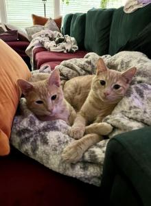 Teddy & Graham - American Shorthair Kitten For Adoption - Goldsboro, NC, US Teddy & Graham - American Shorthair Kitten For Adoption - Goldsboro, NC, US