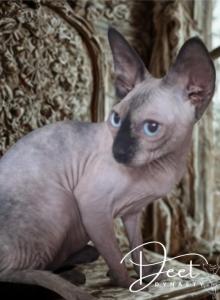 DEET Dynasty Cattery - Sphynx Kitten For Sale - OH&comma; US