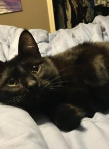 Shadow - Domestic Cat For Adoption - Cincinnati, OH, US Shadow - Domestic Cat For Adoption - Cincinnati, OH, US