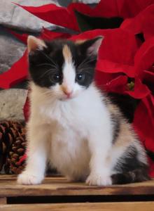 Noelle - Domestic Kitten For Adoption - Myerstown&comma; PA&comma; US