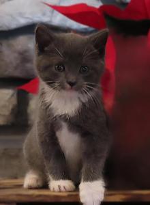 Felix - Domestic Kitten For Sale - Myerstown&comma; PA&comma; US
