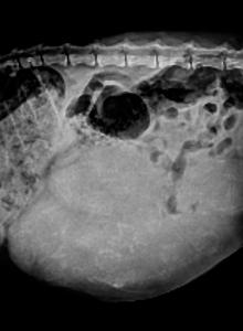 Large Litter Due Soon - Maine Coon Kitten For Sale - Clarion, PA, US Large Litter Due Soon - Maine Coon Kitten For Sale - Clarion, PA, US