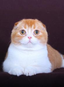 Christmas Happiness - Scottish Fold Kitten For Sale - Natick, MA, US Christmas Happiness - Scottish Fold Kitten For Sale - Natick, MA, US