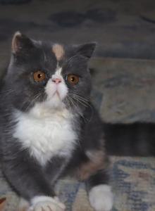Hazel - Exotic Kitten For Sale - Enola, PA, US Hazel - Exotic Kitten For Sale - Enola, PA, US