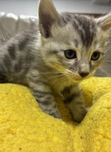 Nimbus - Bengal Kitten For Sale - Stroudsburg, PA, US Nimbus - Bengal Kitten For Sale - Stroudsburg, PA, US