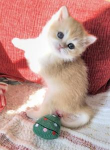 Sprinkles - British Shorthair Kitten For Sale - MN, US Sprinkles - British Shorthair Kitten For Sale - MN, US