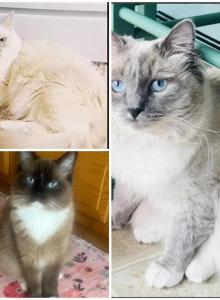 Ragdoll February litters Kats ravishing Ragdolls - Ragdoll Kitten For Sale - Lancaster, PA, US Ragdoll February litters Kats ravishing Ragdolls - Ragdoll Kitten For Sale - Lancaster, PA, US