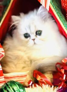 Prince Jonathan I - Persian Kitten For Sale - Ponce De Leon, FL, US Prince Jonathan I - Persian Kitten For Sale - Ponce De Leon, FL, US