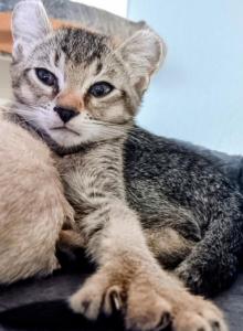 Zade - Highlander Kitten For Adoption - Eustis, FL, US Zade - Highlander Kitten For Adoption - Eustis, FL, US