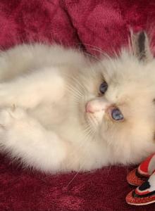 Scarletts girls - Ragdoll Kitten For Sale - Christmas, FL, US Scarletts girls - Ragdoll Kitten For Sale - Christmas, FL, US