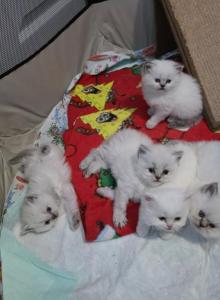 Christmas Persian Himalayan Babies - Domestic Kitten For Sale - Gainesville, GA, US Christmas Persian Himalayan Babies - Domestic Kitten For Sale - Gainesville, GA, US