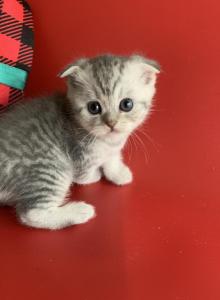 Blue sky - Scottish Fold Kitten For Sale - Orange, CA, US Blue sky - Scottish Fold Kitten For Sale - Orange, CA, US