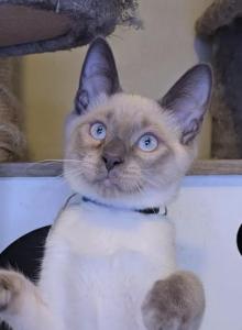 Honeybun - Siamese Kitten For Sale - Grain Valley&comma; MO&comma; US