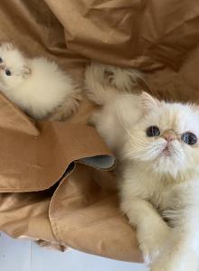 Kingsley Candy - Persian Cat For Adoption - Beverly Hills, CA, US Kingsley Candy - Persian Cat For Adoption - Beverly Hills, CA, US