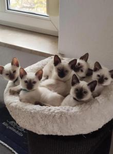 Christmas babies Lilac Siamese - Siamese Kitten For Sale - Dumfries&comma; VA&comma; US
