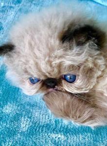 Kingsley Tiffany - Persian Kitten For Sale - Beverly Hills&comma; CA&comma; US
