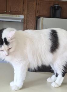 Ghost - American Bobtail Cat For Sale - Germantown&comma; MD&comma; US