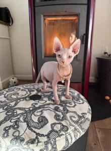 Angel - Sphynx Kitten For Sale - Wellesley&comma; MA&comma; US