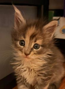 Luna's Litter - Maine Coon Kitten For Sale - Vancouver&comma; WA&comma; US