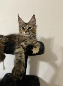 Snickers Maine Coon - Maine Coon Kitten For Sale - Englewood&comma; FL&comma; US