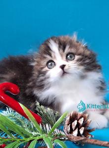 Yves Saint Lauren - Scottish Fold Kitten For Sale - Miami&comma; FL&comma; US