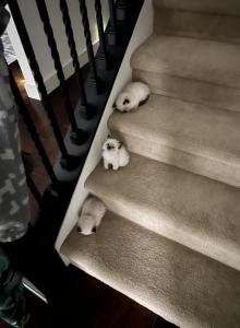 1 - Ragdoll Kitten For Adoption - Muncie, IN, US 1 - Ragdoll Kitten For Adoption - Muncie, IN, US