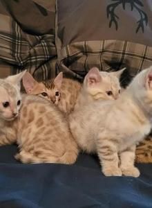 Expecting Litter Soon - Bengal Kitten For Sale - Needmore&comma; PA&comma; US