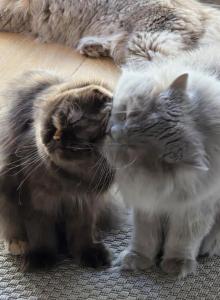 Lambrusco & Iris - Scottish Fold Cat For Adoption - Denver, CO, US Lambrusco & Iris - Scottish Fold Cat For Adoption - Denver, CO, US