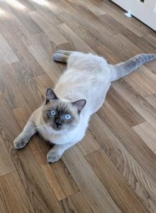 Steel Blu - Ragdoll Cat For Sale - Dunnellon, FL, US Steel Blu - Ragdoll Cat For Sale - Dunnellon, FL, US
