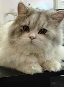 Bunny - Persian Cat For Sale - Cecil, NJ, US Bunny - Persian Cat For Sale - Cecil, NJ, US