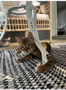 Richie - Domestic Kitten For Adoption - Yonkers, NY, US Richie - Domestic Kitten For Adoption - Yonkers, NY, US