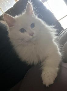 Luna - Siberian Cat For Sale - Port Royal&comma; PA&comma; US