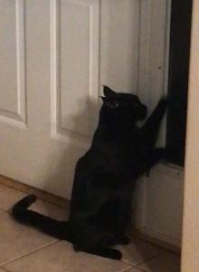 Daija - Domestic Cat For Adoption - Greeley, CO, US Daija - Domestic Cat For Adoption - Greeley, CO, US