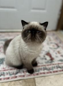 Gatsby - Exotic Cat For Adoption - Summerville, SC, US Gatsby - Exotic Cat For Adoption - Summerville, SC, US