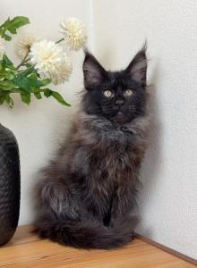 ML - Maine Coon Kitten For Sale - Los Angeles, CA, US ML - Maine Coon Kitten For Sale - Los Angeles, CA, US