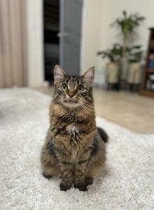 Tiger - Maine Coon Cat For Adoption - Placentia, CA, US Tiger - Maine Coon Cat For Adoption - Placentia, CA, US