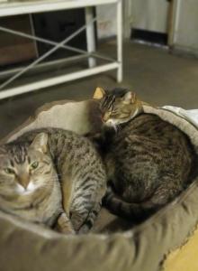 Socks and Tito - Domestic Cat For Adoption - Indianapolis, IN, US Socks and Tito - Domestic Cat For Adoption - Indianapolis, IN, US