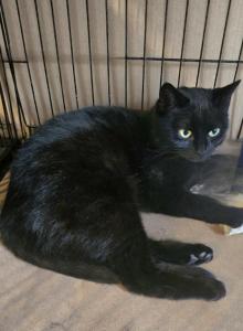 Mary spayed DSH - Domestic Cat For Adoption - NY, US Mary spayed DSH - Domestic Cat For Adoption - NY, US
