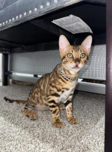 Musa - Domestic Kitten For Adoption - Missouri City, TX, US Musa - Domestic Kitten For Adoption - Missouri City, TX, US