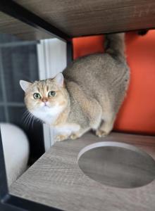 Glow - Scottish Straight Cat For Sale - Levittown&comma; PA&comma; US