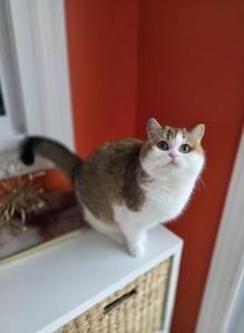 Taffy - Scottish Straight Cat For Sale - Levittown&comma; PA&comma; US