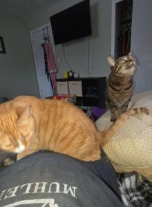 gizmo and noodles - Domestic Cat For Adoption - Shelby Township, MI, US gizmo and noodles - Domestic Cat For Adoption - Shelby Township, MI, US