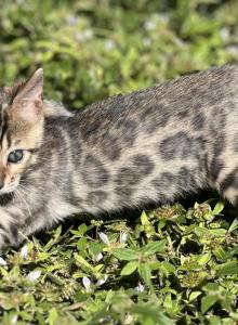 Luna - Bengal Kitten For Sale - Hallandale, FL, US Luna - Bengal Kitten For Sale - Hallandale, FL, US